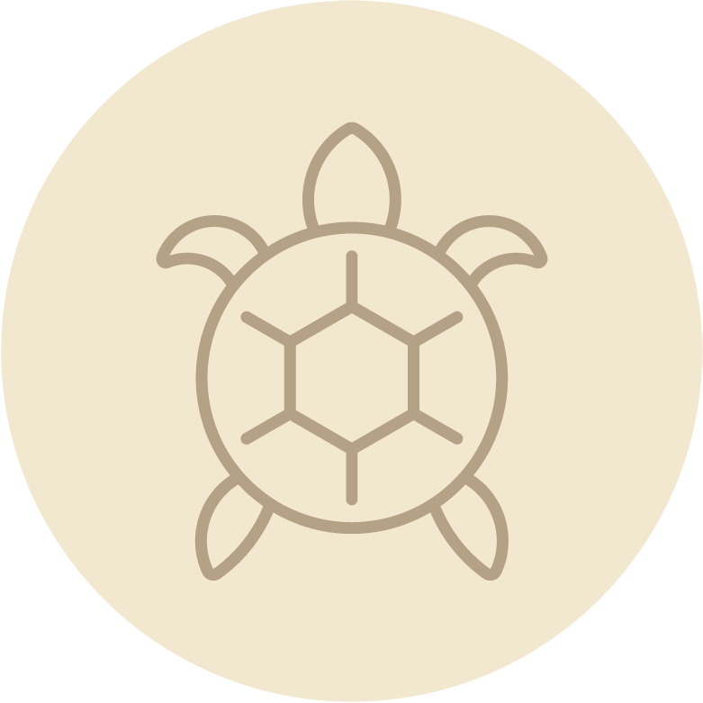 Tortuga