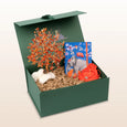 Wise Creativity - Carnelian Tree Jungle Journal Elephant Red String Gift Box